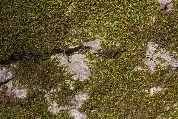 Background Old Stone Wall Texture Moss — Stock Photo, Image