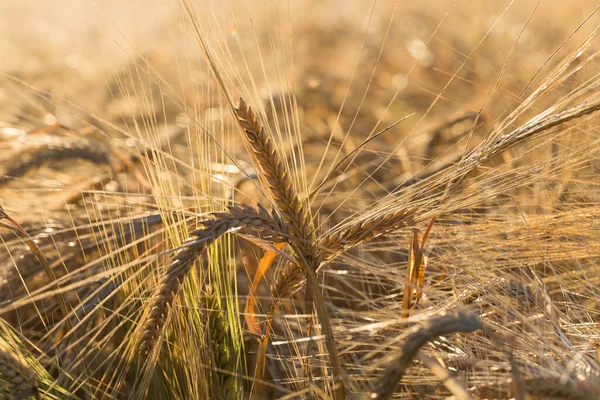 黄色の小麦畑の熟成期の背景曇りオレンジの空背景 — ストック写真