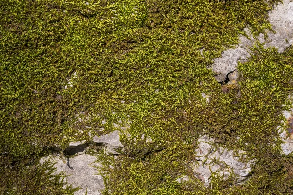 Background Old Stone Wall Texture Moss — Stock Photo, Image