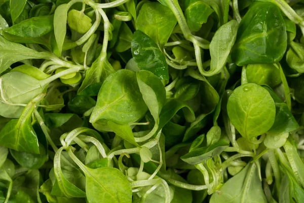 Insalata Verde Lattuga Mache Vicino Sfondo — Foto Stock