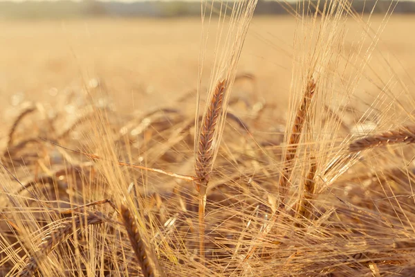 Telón Fondo Las Espigas Maduración Del Campo Trigo Amarillo Fondo —  Fotos de Stock