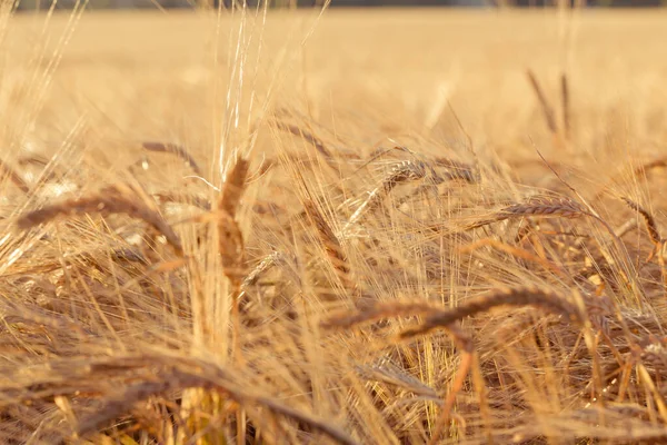 Achtergrond Van Rijpende Oren Van Gele Tarwe Veld Zonsondergang Bewolkt — Stockfoto