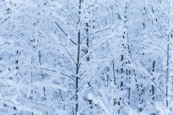 Vinter Träd Bakgrund Vinterlandskap Med Träd — Stockfoto