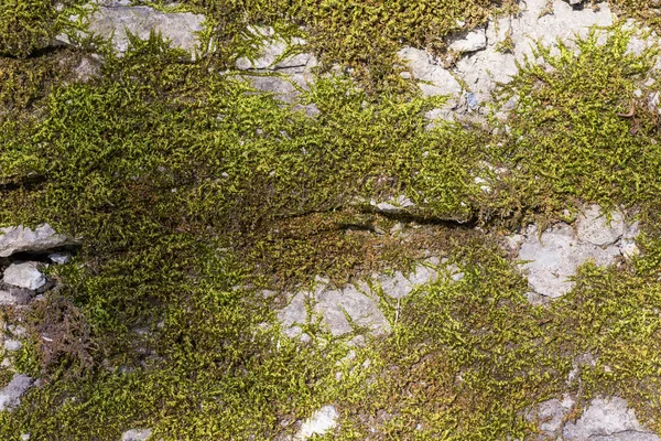 Background Old Stone Wall Texture Moss — Stock Photo, Image