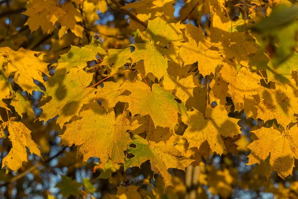 Ahorn Baum Herbst Gelb Blätter Natürliche Foto Hintergrund — Stockfoto