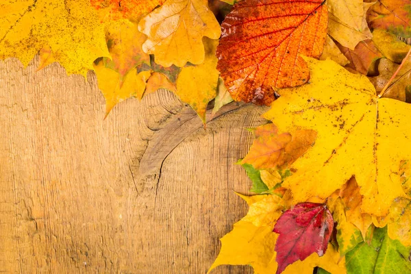 赤と黄色のウェット秋葉背景に暗い色の古い木 — ストック写真