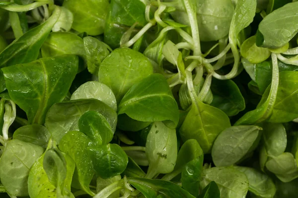 Mache Sallad Grön Sallad Närbild Bakgrund — Stockfoto