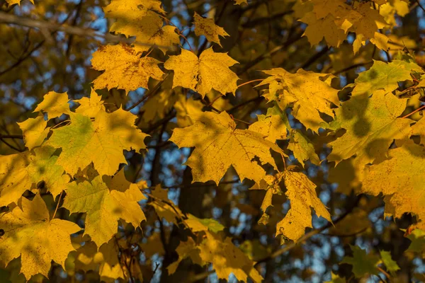 Ahorn Baum Herbst Gelb Blätter Natürliche Foto Hintergrund — Stockfoto