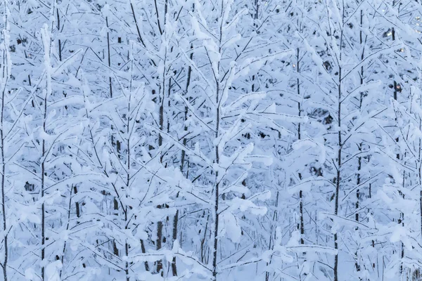 Winterbäume Winterlandschaft Mit Bäumen — Stockfoto