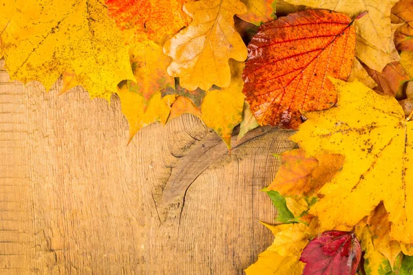 Hojas Otoño Húmedas Rojas Amarillas Fondo Una Madera Vieja Oscura — Foto de Stock