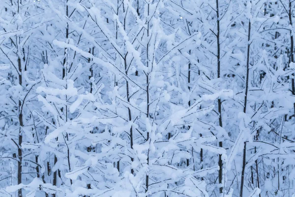 Sfondo Alberi Invernali Paesaggio Invernale Con Alberi — Foto Stock