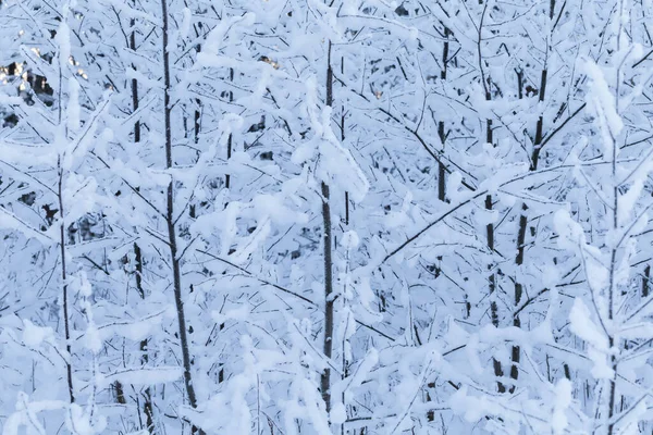 Arbres Hiver Fond Paysage Hivernal Avec Arbres — Photo