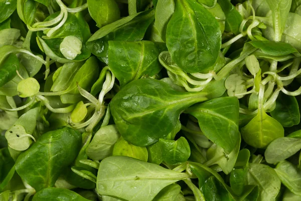 Mache Sallad Grön Sallad Närbild Bakgrund — Stockfoto