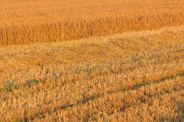 Sommar landskap med gård fält — Stockfoto