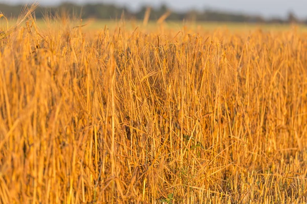 Paesaggio estivo con campi agricoli — Foto Stock