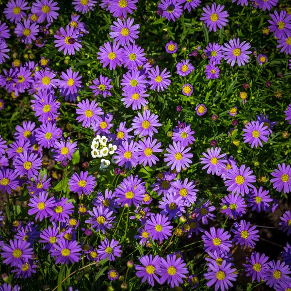 Bloeiende alpine asters - aster alpinus — Stockfoto