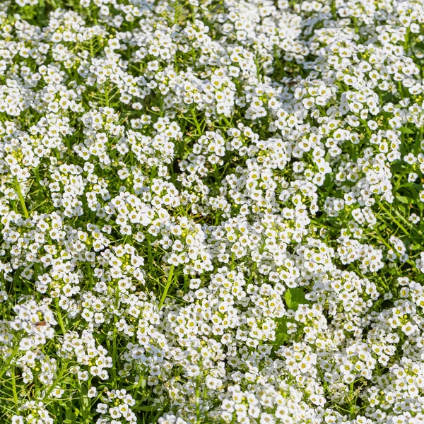 Bakgrund av den populära trädgården årliga alyssum — Stockfoto