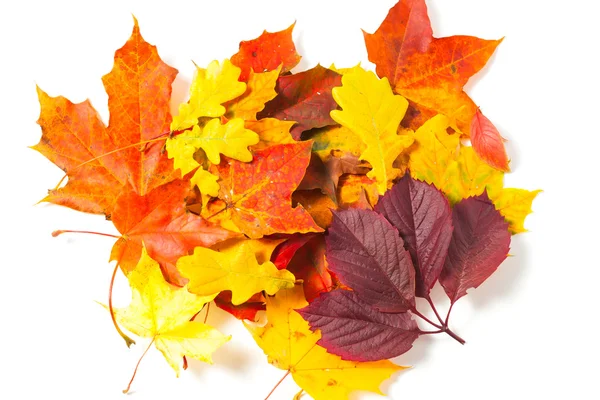 Beautiful autumn maple leaves — Stock Photo, Image