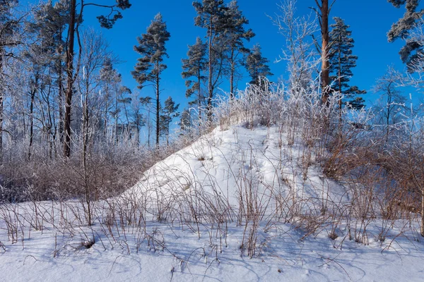 Прекрасный зимний лес — стоковое фото