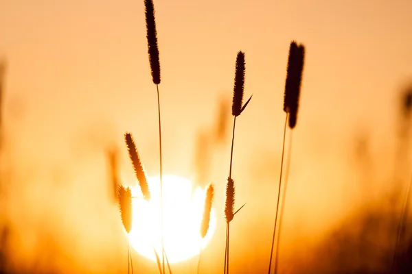 Verträumter Sommer Gras Hintergrund bei Sonnenuntergang — Stockfoto