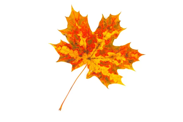 Autumn maple leaf — Stock Photo, Image