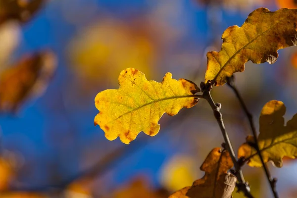 Autumn yellow oak leaves — Stock Photo, Image