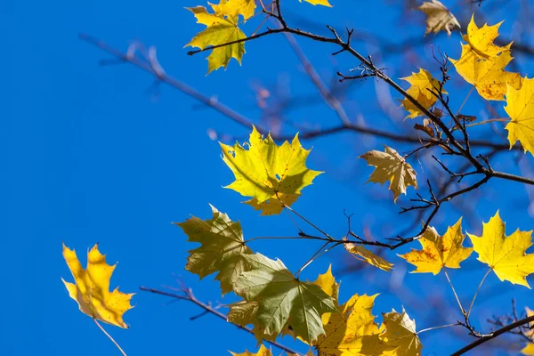 Herbst einzelnes gelbes Ahornblatt — Stockfoto