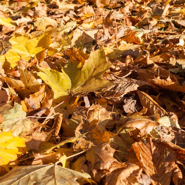 Buntes Hintergrundbild gefallener Herbstblätter — Stockfoto