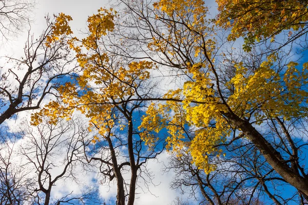 Feuilles d'automne arbres — Photo