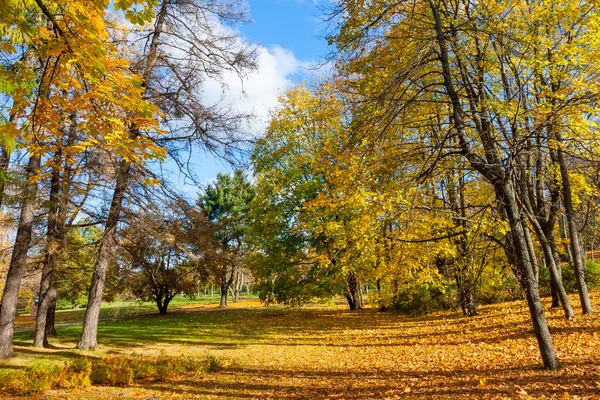 Beautiful Colorful Autumn Leaves — Stock Photo, Image