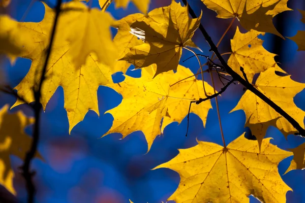 Hojas de arce amarillo otoño — Foto de Stock