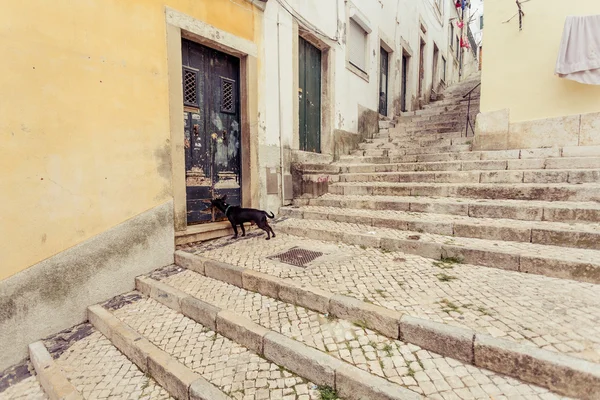 Hund in der alten Stadt von Lissabon — ストック写真