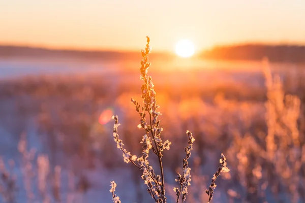 Frostiges Gras bei Sonnenuntergang im Winter — Stockfoto
