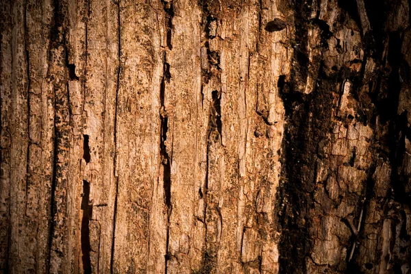 Very Old Wood Background — Stock Photo, Image