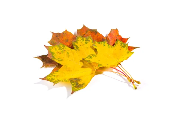 Maple autumn leaves isolated on white background — Stock Photo, Image