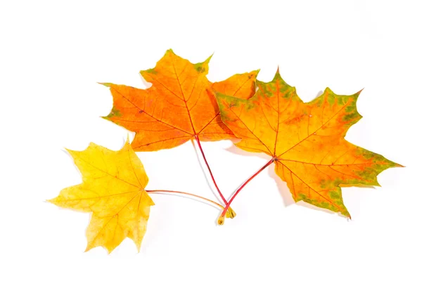 Foglie d'autunno acero isolate su sfondo bianco — Foto Stock