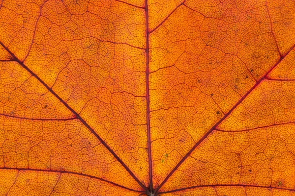 Крупный план цветного осеннего кленового листа — стоковое фото