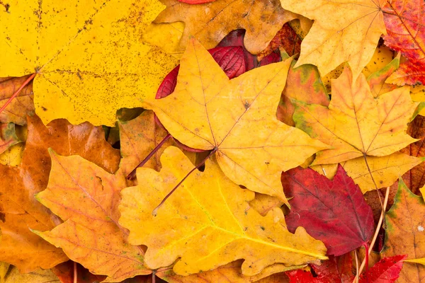 Hojas de otoño fondo — Foto de Stock