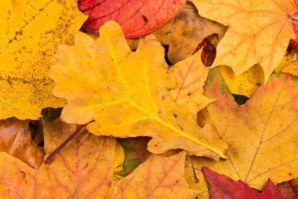 Herbst hinterlässt Hintergrund lizenzfreie Stockfotos