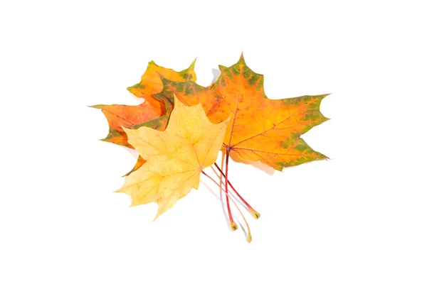 Maple autumn leaves isolated on white background — Stock Photo, Image