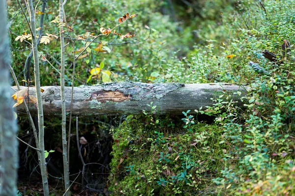 Omgevallen boom en bosbessen in het bos — Stockfoto