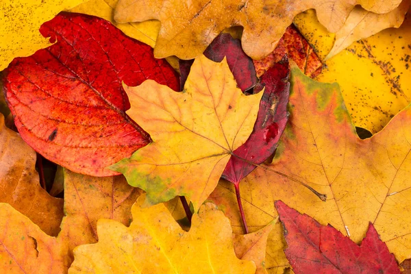 Fall leaves background — Stock Photo, Image