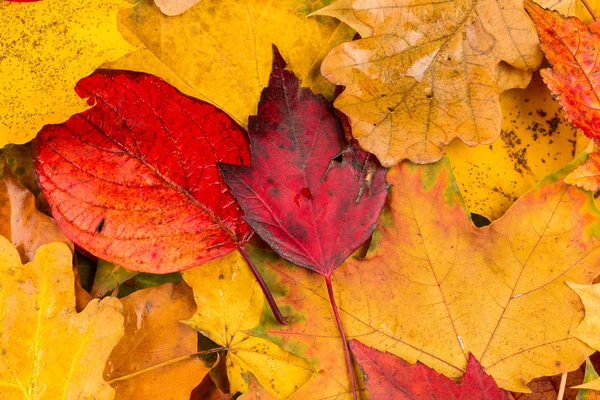 Herbst hinterlässt Hintergrund — Stockfoto