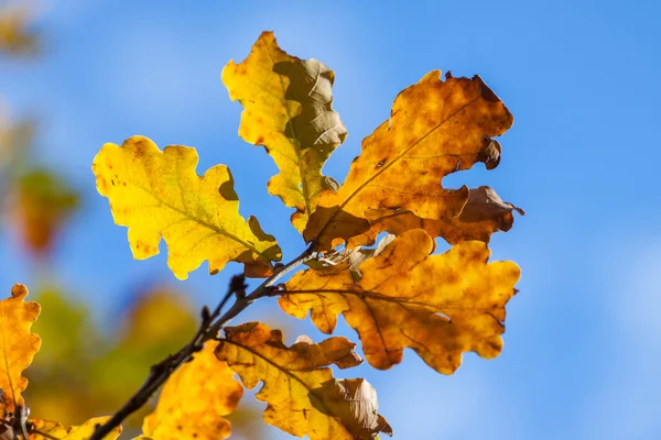 秋の黄色のカシの葉 — ストック写真