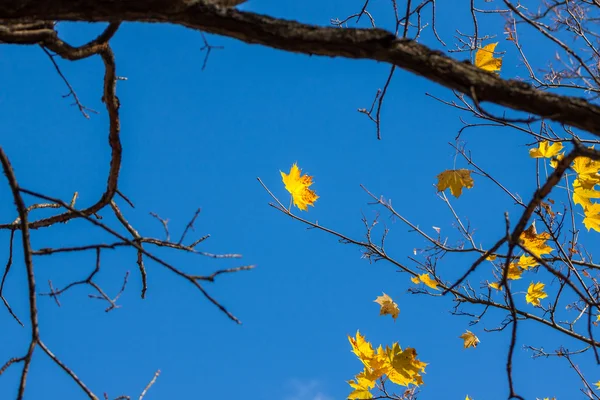 Feuille d'érable jaune simple d'automne — Photo