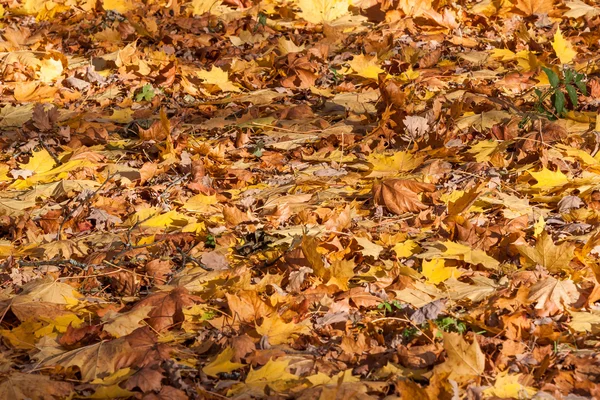 Colorful backround image of fallen autumn leaves — Stock Photo, Image