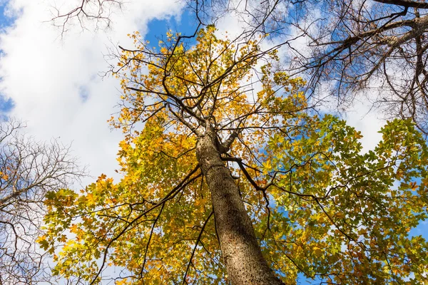 Дерево с желтым осенним отпуском — стоковое фото