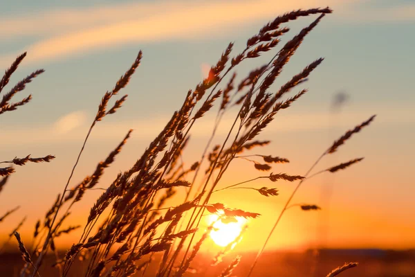 Grass at sunset — Stock Photo, Image