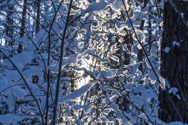 Bosque de invierno —  Fotos de Stock