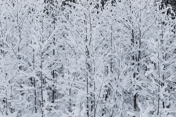 Winter bomen — Stockfoto